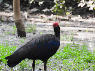 Rearview of Red naped ibis