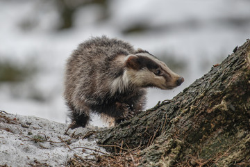 badger running in snow, winter scene with badger in snow