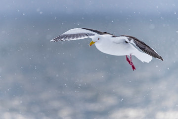 The Predatory Seagulls