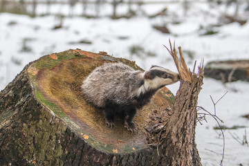 badger running in snow, winter scene with badger in snow