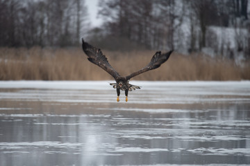 Adult White-tailed eagle in flight. Blue sky background. Scientific name: Haliaeetus albicilla, also known as the ern, erne, gray eagle, Eurasian sea eagle and white-tailed sea-eagle.