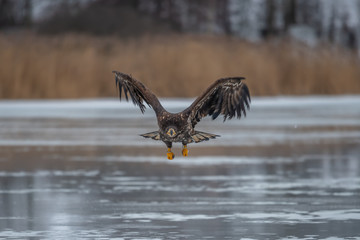 Adult White-tailed eagle in flight. Blue sky background. Scientific name: Haliaeetus albicilla, also known as the ern, erne, gray eagle, Eurasian sea eagle and white-tailed sea-eagle.