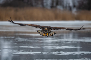 Adult White-tailed eagle in flight. Blue sky background. Scientific name: Haliaeetus albicilla, also known as the ern, erne, gray eagle, Eurasian sea eagle and white-tailed sea-eagle.