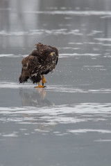 Adult White-tailed eagle in flight. Blue sky background. Scientific name: Haliaeetus albicilla, also known as the ern, erne, gray eagle, Eurasian sea eagle and white-tailed sea-eagle.