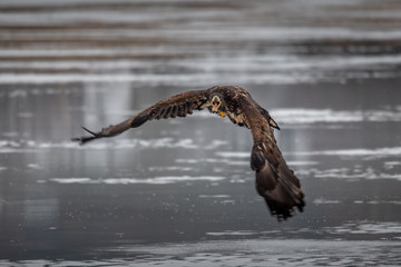 Adult White-tailed eagle in flight. Blue sky background. Scientific name: Haliaeetus albicilla, also known as the ern, erne, gray eagle, Eurasian sea eagle and white-tailed sea-eagle.