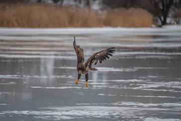 Adult White-tailed eagle in flight. Blue sky background. Scientific name: Haliaeetus albicilla, also known as the ern, erne, gray eagle, Eurasian sea eagle and white-tailed sea-eagle.