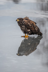 Adult White-tailed eagle in flight. Blue sky background. Scientific name: Haliaeetus albicilla, also known as the ern, erne, gray eagle, Eurasian sea eagle and white-tailed sea-eagle.