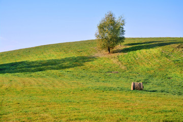 drzewo na polu