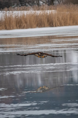 Adult White-tailed eagle in flight. Blue sky background. Scientific name: Haliaeetus albicilla, also known as the ern, erne, gray eagle, Eurasian sea eagle and white-tailed sea-eagle.