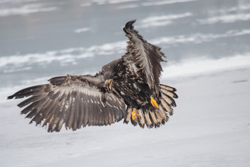 Adult White-tailed eagle in flight. Blue sky background. Scientific name: Haliaeetus albicilla, also known as the ern, erne, gray eagle, Eurasian sea eagle and white-tailed sea-eagle.