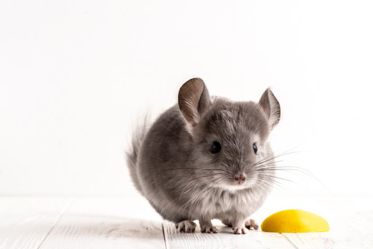 Closeup a grey mouse on the white background next a piece of apple. - Image