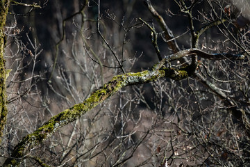 Vieille branche d'arbre recouverte de mousse.