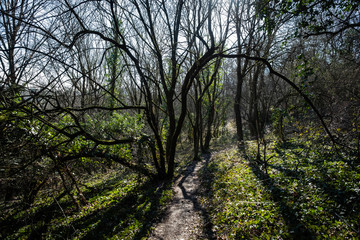 Fototapeta na wymiar Sentier dans une forêt