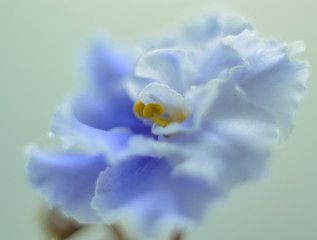 Fototapeta na wymiar delicate violet flower