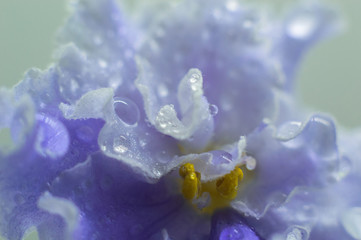 delicate violet flower