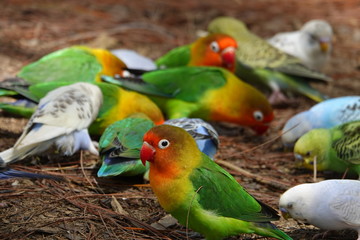 colorful birds on playground