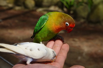 colorful birds on playground