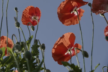 Obraz premium colorful coquelicot flowers blossom in dalat