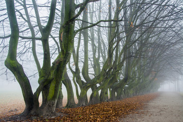 mgła w parku, jesień
