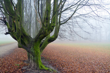 mgła w parku, jesień © VinyLove Foto