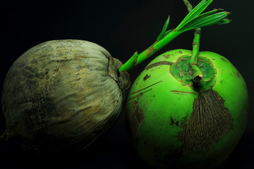 Thai coconut on black background for decoration.