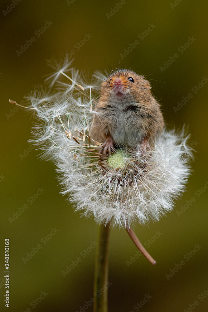 Poster a harvest mouse balancing on a dandelion clock. the mouse is reaching up and has its snout in the ai