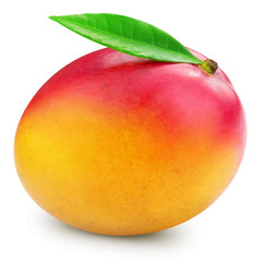 Mango vector illustration