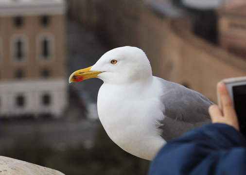 A white seagull on a stone surface looks around as somebody takes its picture with a cell phone.