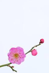 梅の花　