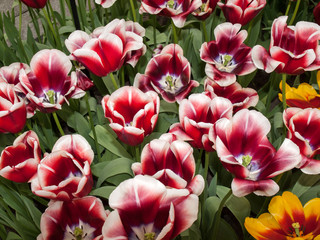 colorful tulips flowers blooming in a garden