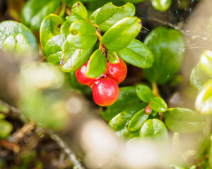 Red cowberry, lingonberry or partridgeberry. Forest natural background. shallow depth of field....