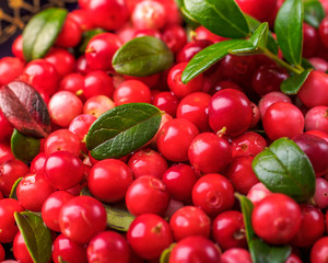 Background with cowberry. Vaccinium vitis-idaea (lingonberry, partridgeberry). Berry leaves. view from above. Collected cranberries.