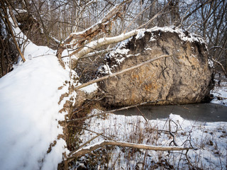 Fallen tree after storm in winter