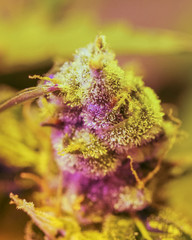 Close-up detail of Cannabis, trichomes and leaves on late flowering stage. Bud marijuana drug, high resolution. Crystalline structures in the leafs and buds.