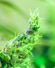 Close-up detail of Cannabis, trichomes and leaves on late flowering stage. Bud marijuana drug, high resolution. Crystalline structures in the leafs and buds.