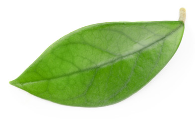 Fototapeta na wymiar Mango leaves isolated on white