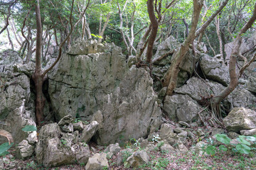 ジャングルと巨石