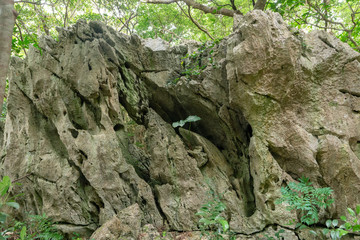 ジャングルと巨石