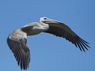 Pink-backed pelican (Pelecanus rufescens)