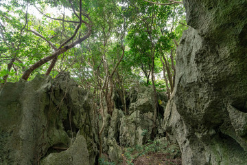 Fototapeta na wymiar ジャングルと巨石