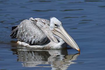 Pink-backed pelican (Pelecanus rufescens)