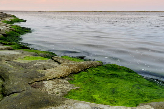zielone glony na plaży, Morze Bałtyckie