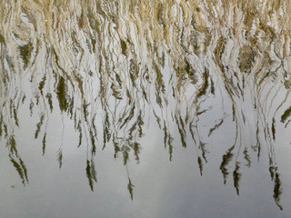 reed reflected in the waves of water in a ditch in a park