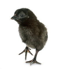 ayam cemani chick