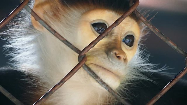 Sad Red-shanked douc langur sit and looking out through the cage.