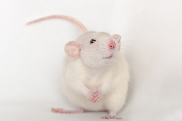 white smiling rat dumbo with big pink ears and nose