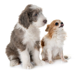 puppy bearded collie and chihuahua