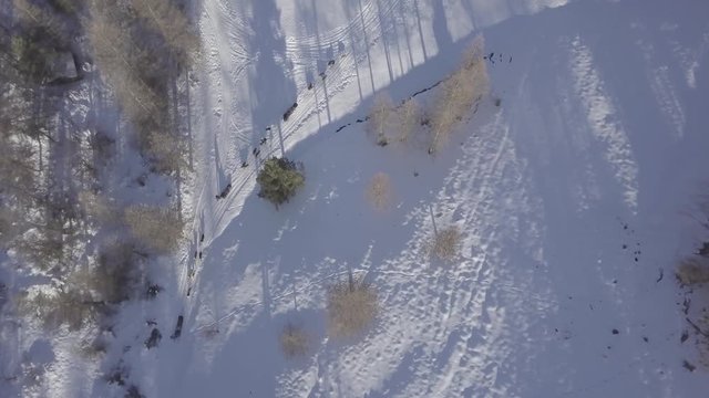 Aerial drone shot high above a pack of husky sled dogs pulling a dogsled through the cold winter snow in a forest.