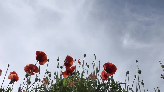 colorful coquelicot flowers blossom in dalat