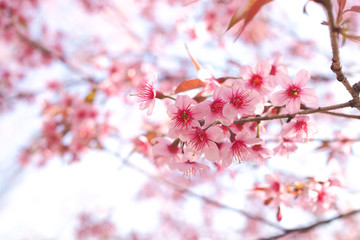 Wild Himalayan Cherry Blossoms in spring season, Prunus cerasoides, Pink Sakura Flower
